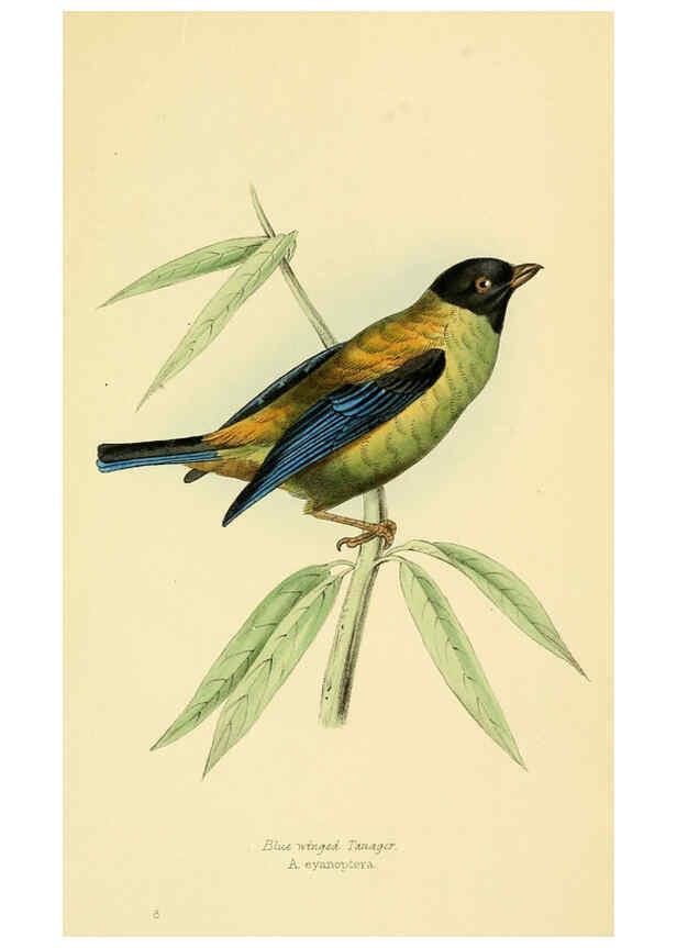 Reproducción/Reproduction 5977776160: A selection of the birds of Brazil and Mexico : the drawings London :H.G. Bohn,1841