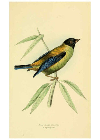 Reproducción/Reproduction 5977776160: A selection of the birds of Brazil and Mexico : the drawings London :H.G. Bohn,1841