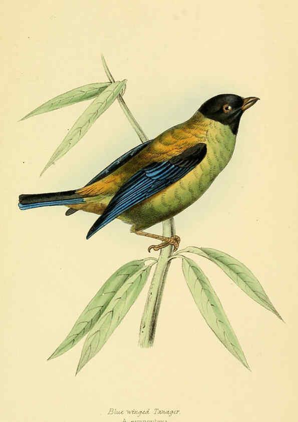 Reproducción/Reproduction 5977776160: A selection of the birds of Brazil and Mexico : the drawings London :H.G. Bohn,1841