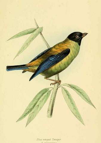 Reproducción/Reproduction 5977776160: A selection of the birds of Brazil and Mexico : the drawings London :H.G. Bohn,1841