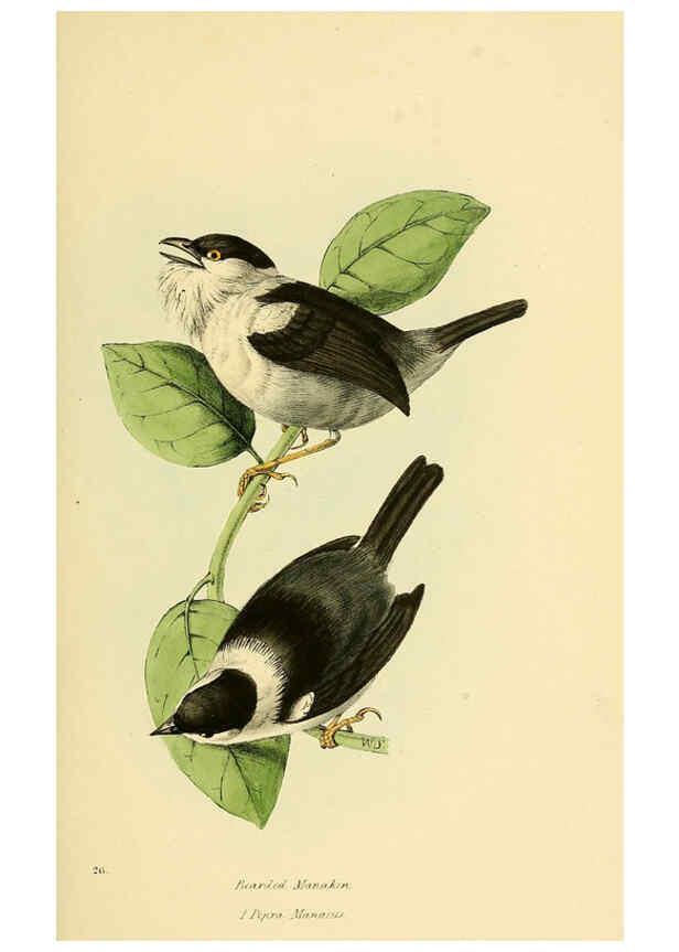 Reproducción/Reproduction 5977216427: A selection of the birds of Brazil and Mexico : the drawings London :H.G. Bohn,1841