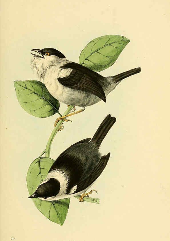 Reproducción/Reproduction 5977216427: A selection of the birds of Brazil and Mexico : the drawings London :H.G. Bohn,1841