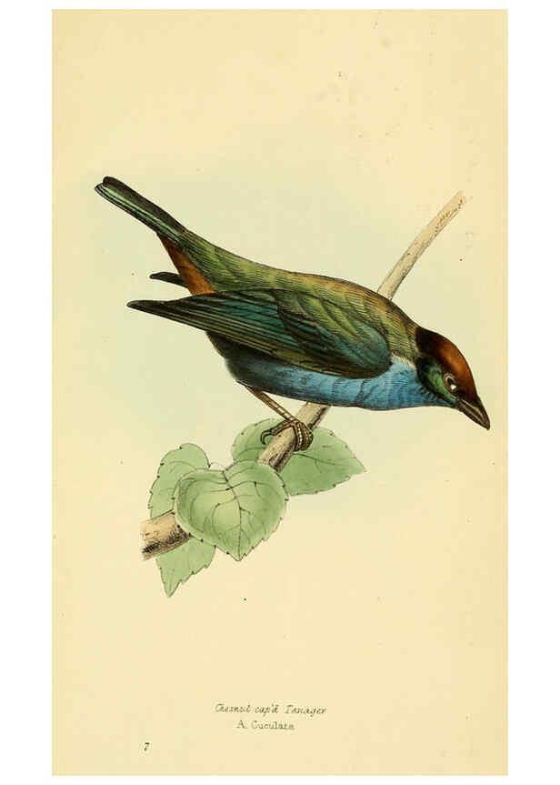 Reproducción/Reproduction 5977212943: A selection of the birds of Brazil and Mexico : the drawings London :H.G. Bohn,1841