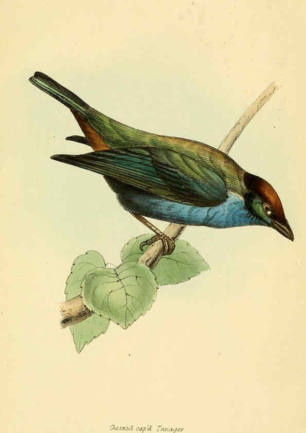 Reproducción/Reproduction 5977212943: A selection of the birds of Brazil and Mexico : the drawings London :H.G. Bohn,1841
