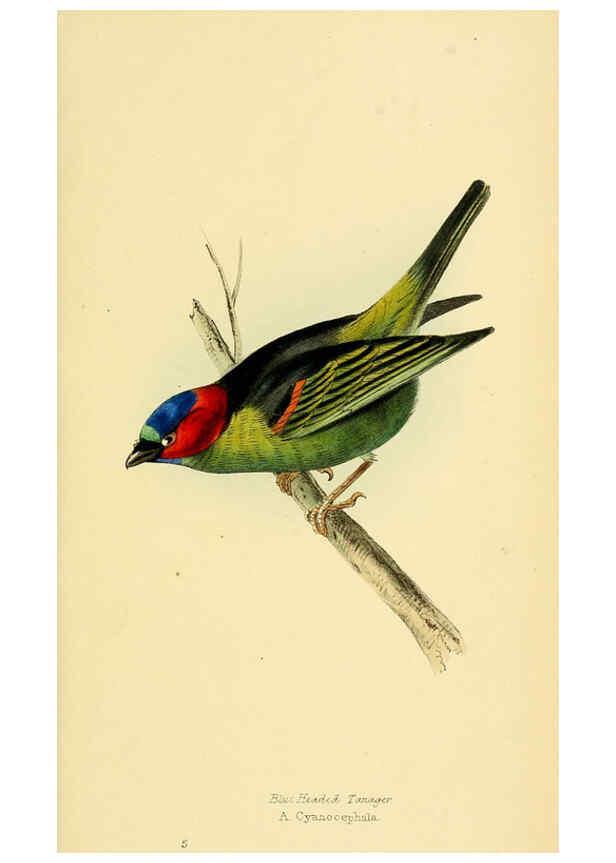 Reproducción/Reproduction 5977212669: A selection of the birds of Brazil and Mexico : the drawings London :H.G. Bohn,1841