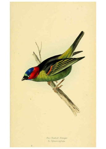 Reproducción/Reproduction 5977212669: A selection of the birds of Brazil and Mexico : the drawings London :H.G. Bohn,1841