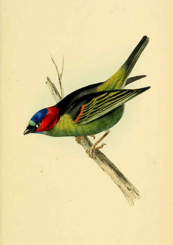 Reproducción/Reproduction 5977212669: A selection of the birds of Brazil and Mexico : the drawings London :H.G. Bohn,1841