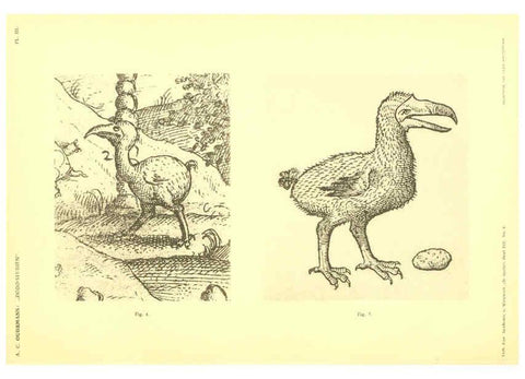 Reproducción/Reproduction 5975284478: Dodo-studiën Amsterdam,J. Müller,1917