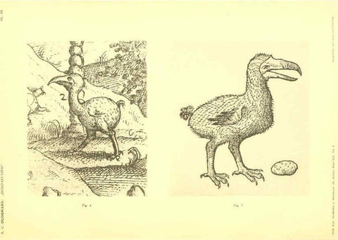 Reproducción/Reproduction 5975284478: Dodo-studiën Amsterdam,J. Müller,1917