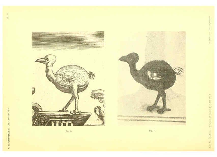 Reproducción/Reproduction 5974724145: Dodo-studiën Amsterdam,J. Müller,1917