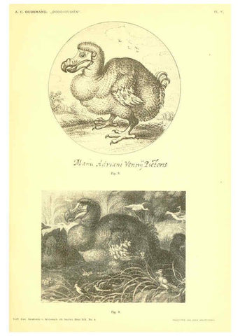 Reproducción/Reproduction 5974724399: Dodo-studiën Amsterdam,J. Müller,1917
