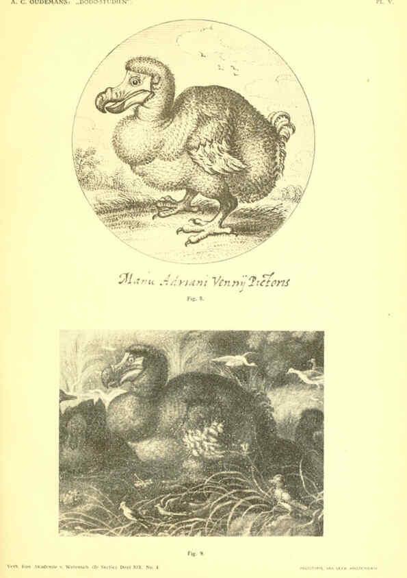 Reproducción/Reproduction 5974724399: Dodo-studiën Amsterdam,J. Müller,1917