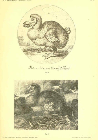 Reproducción/Reproduction 5974724399: Dodo-studiën Amsterdam,J. Müller,1917