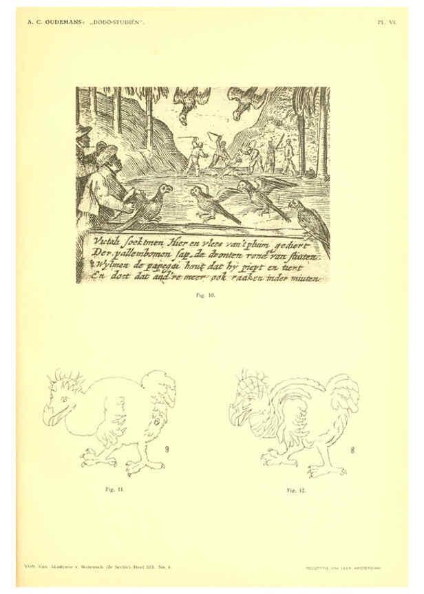 Reproducción/Reproduction 5974725057: Dodo-studiën Amsterdam,J. Müller,1917