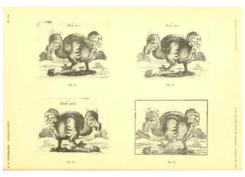 Reproducción/Reproduction 5975286134: Dodo-studiën Amsterdam,J. Müller,1917