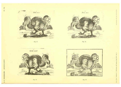 Reproducción/Reproduction 5975286134: Dodo-studiën Amsterdam,J. Müller,1917