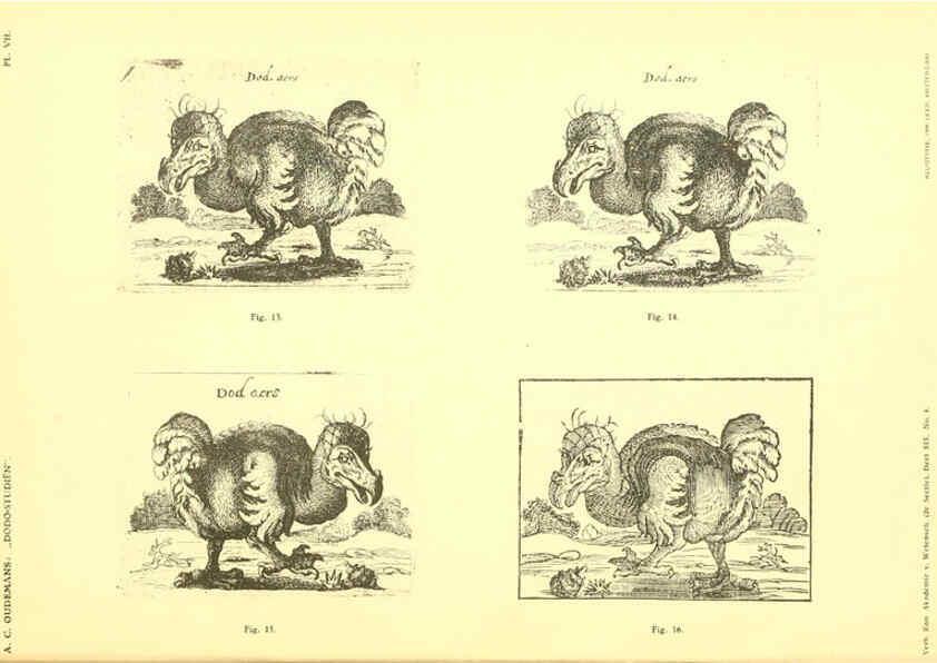 Reproducción/Reproduction 5975286134: Dodo-studiën Amsterdam,J. Müller,1917