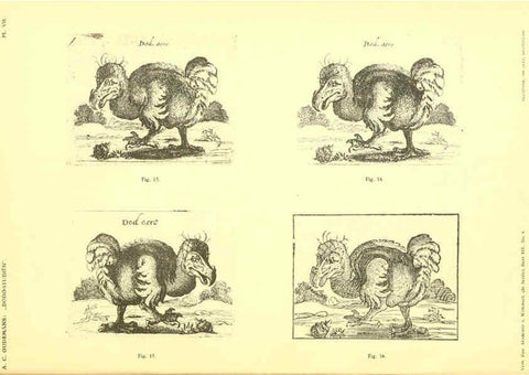 Reproducción/Reproduction 5975286134: Dodo-studiën Amsterdam,J. Müller,1917