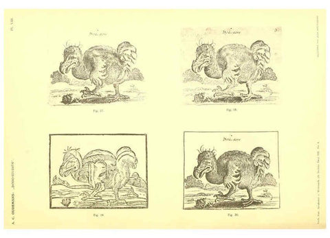 Reproducción/Reproduction 5975286414: Dodo-studiën Amsterdam,J. Müller,1917