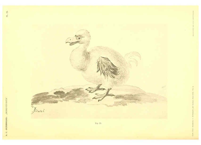 Reproducción/Reproduction 5974726203: Dodo-studiën Amsterdam,J. Müller,1917