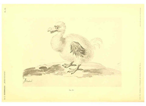 Reproducción/Reproduction 5974726203: Dodo-studiën Amsterdam,J. Müller,1917