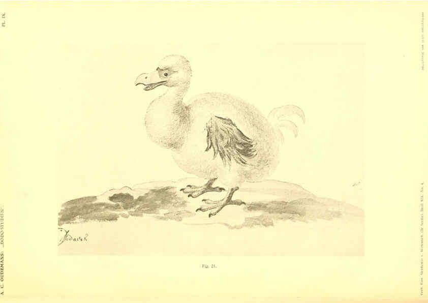 Reproducción/Reproduction 5974726203: Dodo-studiën Amsterdam,J. Müller,1917