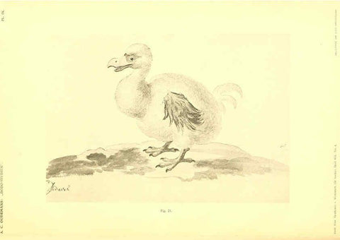 Reproducción/Reproduction 5974726203: Dodo-studiën Amsterdam,J. Müller,1917
