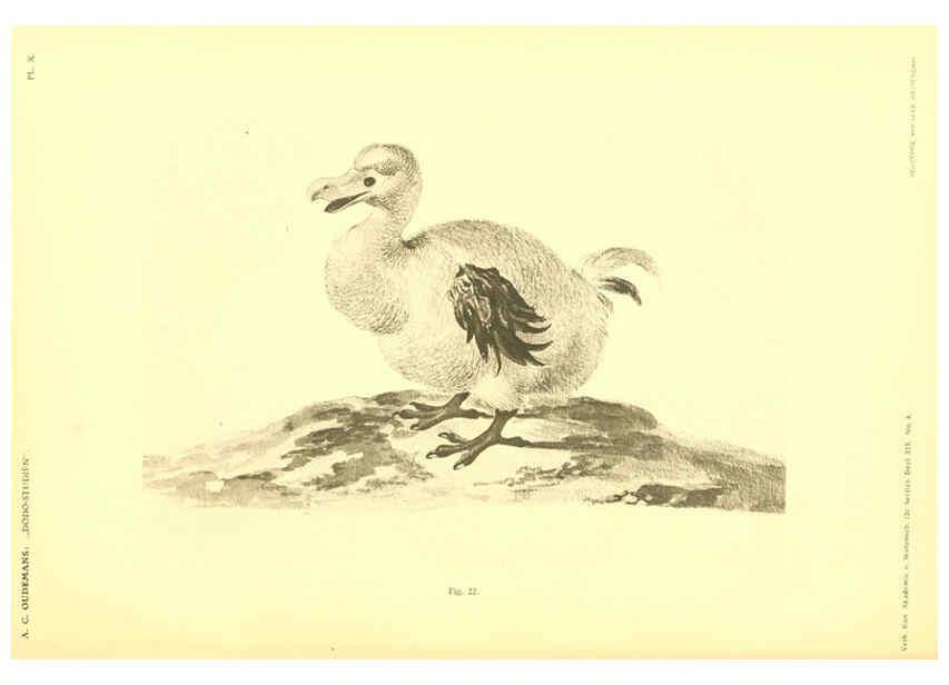 Reproducción/Reproduction 5975287064: Dodo-studiën Amsterdam,J. Müller,1917
