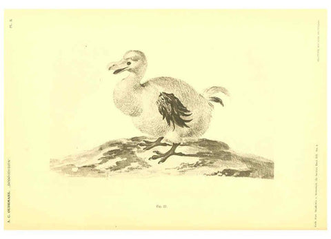 Reproducción/Reproduction 5975287064: Dodo-studiën Amsterdam,J. Müller,1917