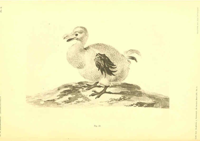 Reproducción/Reproduction 5975287064: Dodo-studiën Amsterdam,J. Müller,1917