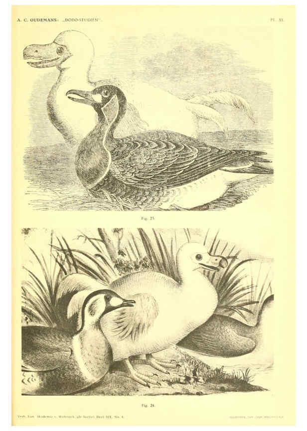 Reproducción/Reproduction 5975287332: Dodo-studiën Amsterdam,J. Müller,1917