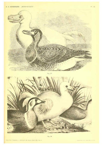 Reproducción/Reproduction 5975287332: Dodo-studiën Amsterdam,J. Müller,1917