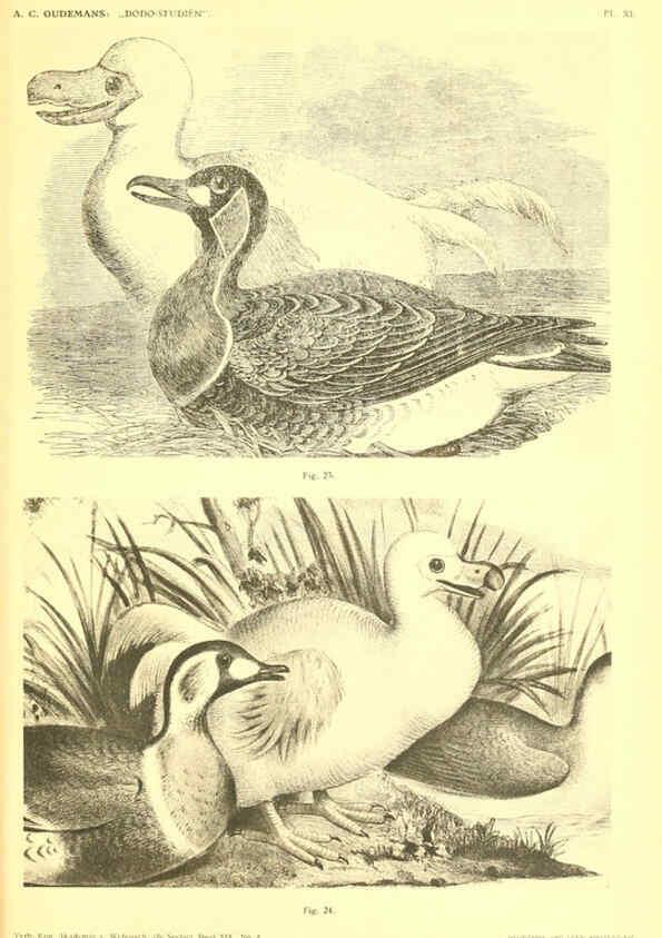 Reproducción/Reproduction 5975287332: Dodo-studiën Amsterdam,J. Müller,1917