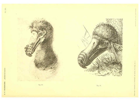 Reproducción/Reproduction 5975287676: Dodo-studiën Amsterdam,J. Müller,1917