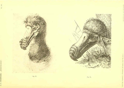 Reproducción/Reproduction 5975287676: Dodo-studiën Amsterdam,J. Müller,1917