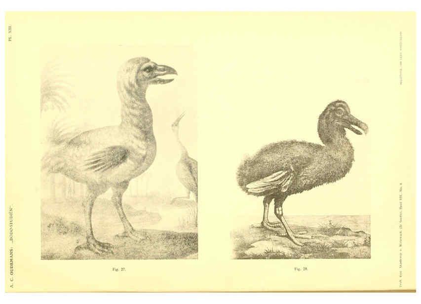 Reproducción/Reproduction 5974727805: Dodo-studiën Amsterdam,J. Müller,1917