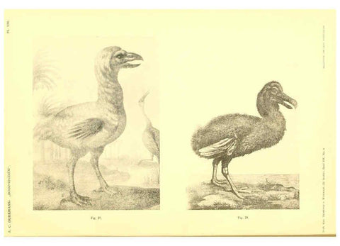 Reproducción/Reproduction 5974727805: Dodo-studiën Amsterdam,J. Müller,1917