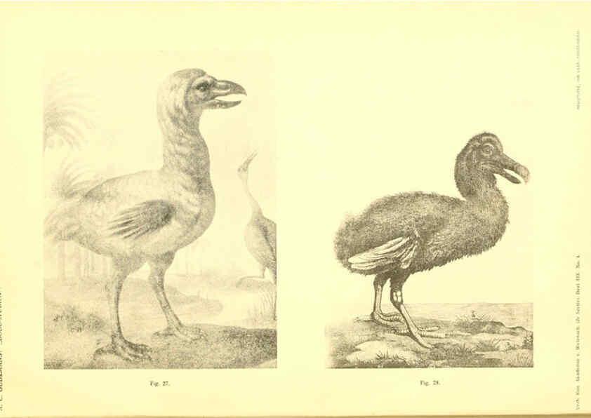 Reproducción/Reproduction 5974727805: Dodo-studiën Amsterdam,J. Müller,1917