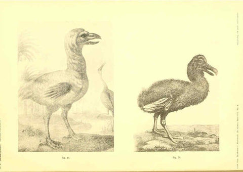 Reproducción/Reproduction 5974727805: Dodo-studiën Amsterdam,J. Müller,1917