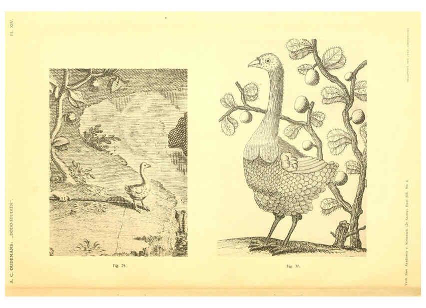 Reproducción/Reproduction 5975288916: Dodo-studiën Amsterdam,J. Müller,1917