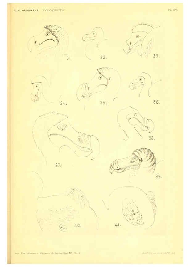 Reproducción/Reproduction 5974728855: Dodo-studiën Amsterdam,J. Müller,1917