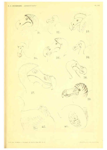 Reproducción/Reproduction 5974728855: Dodo-studiën Amsterdam,J. Müller,1917