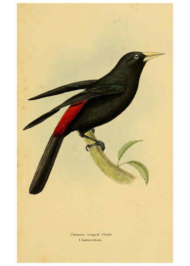 Reproducción/Reproduction 5977774958: A selection of the birds of Brazil and Mexico : the drawings London :H.G. Bohn,1841
