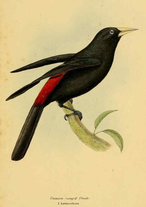 Reproducción/Reproduction 5977774958: A selection of the birds of Brazil and Mexico : the drawings London :H.G. Bohn,1841