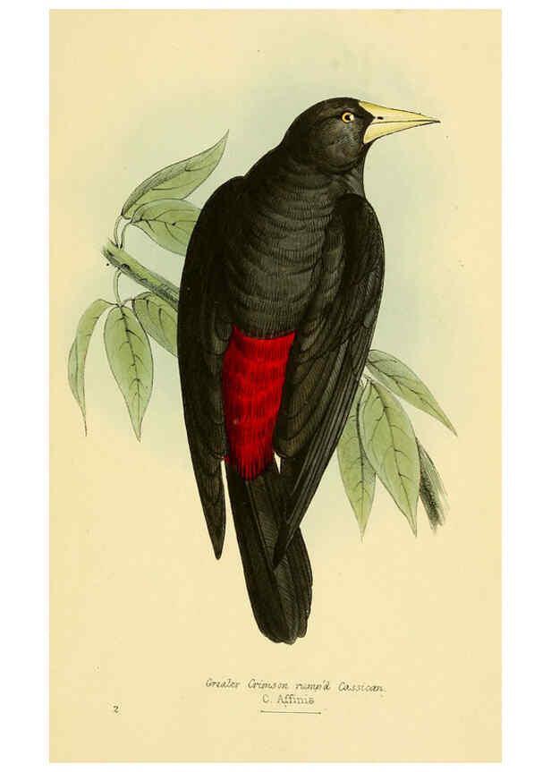 Reproducción/Reproduction 5977212091: A selection of the birds of Brazil and Mexico : the drawings London :H.G. Bohn,1841