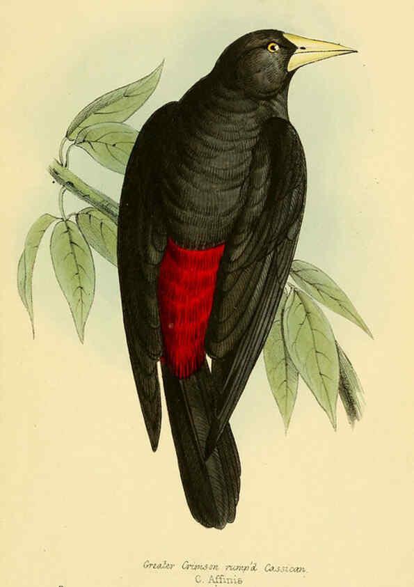 Reproducción/Reproduction 5977212091: A selection of the birds of Brazil and Mexico : the drawings London :H.G. Bohn,1841