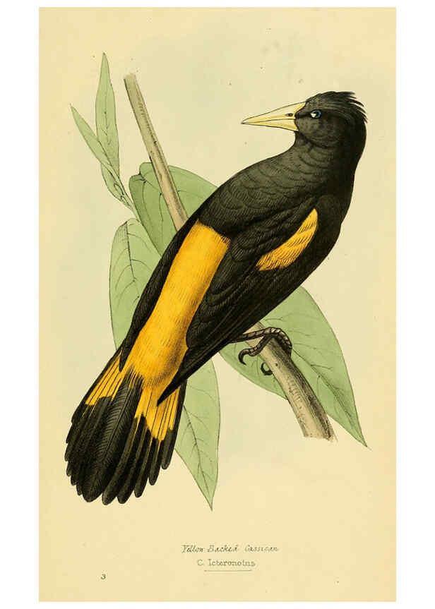 Reproducción/Reproduction 5977212327: A selection of the birds of Brazil and Mexico : the drawings London :H.G. Bohn,1841