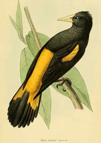 Reproducción/Reproduction 5977212327: A selection of the birds of Brazil and Mexico : the drawings London :H.G. Bohn,1841