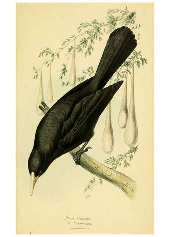 Reproducción/Reproduction 5977775548: A selection of the birds of Brazil and Mexico : the drawings London :H.G. Bohn,1841