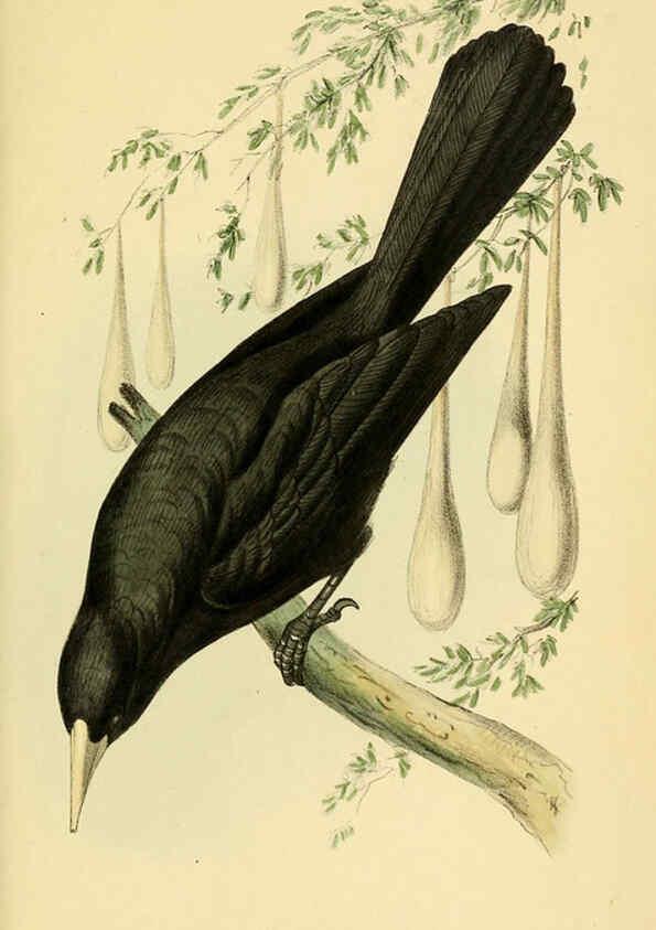 Reproducción/Reproduction 5977775548: A selection of the birds of Brazil and Mexico : the drawings London :H.G. Bohn,1841